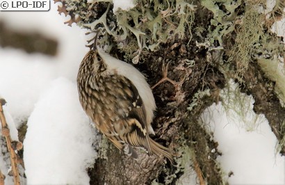 Grimpereau des bois
