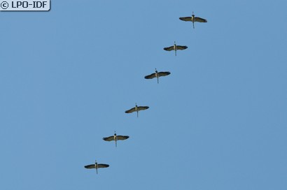 Grue cendrée