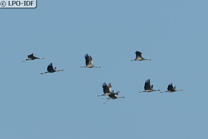 Grue cendrée
