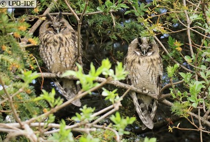 Hibou moyen-duc