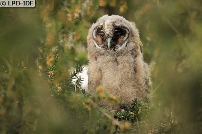 Hibou moyen-duc