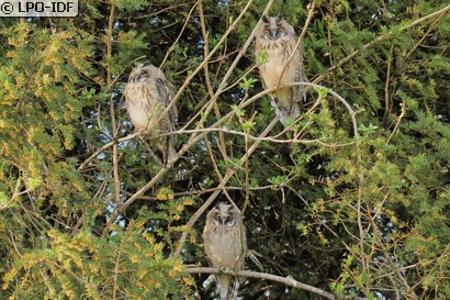 Hibou moyen-duc