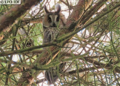 Hibou moyen-duc
