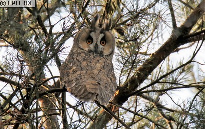 Hibou moyen-duc