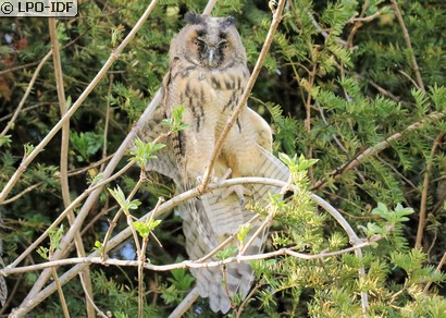 Hibou moyen-duc