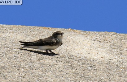 Hirondelle de rivage