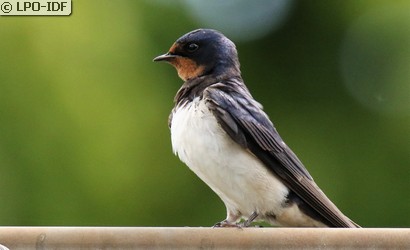 Hirondelle rustique