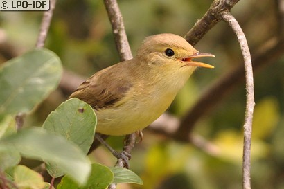 Hypolaïs polyglotte