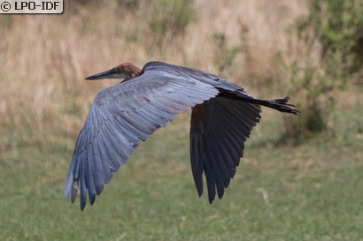Héron goliath