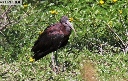 Ibis falcinelle