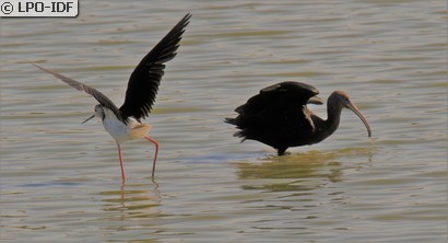 Ibis falcinelle