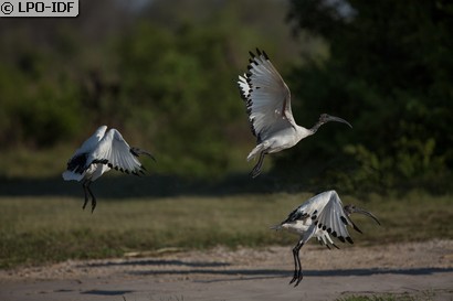 Ibis sacré