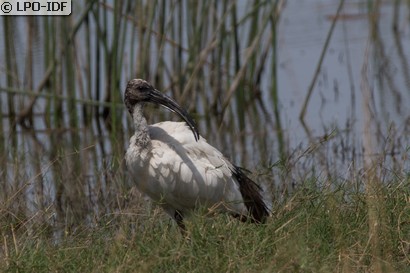 Ibis sacré