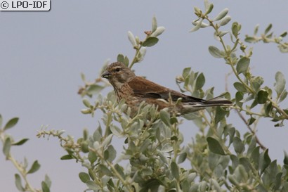 Linotte mélodieuse