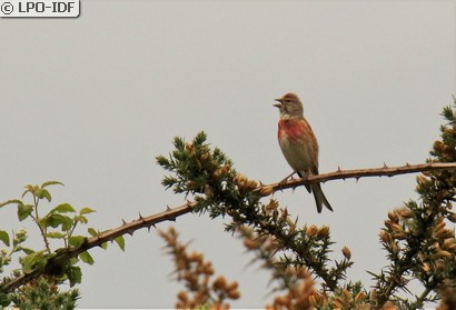 Linotte mélodieuse