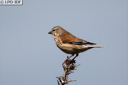 Linotte mélodieuse