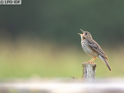 Pipit des arbres