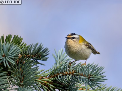 Roitelet à triple bandeau