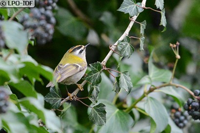 Roitelet à triple bandeau