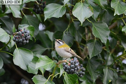 Roitelet à triple bandeau