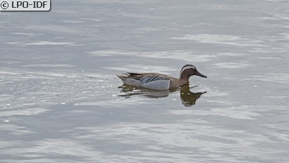 Sarcelle d'été