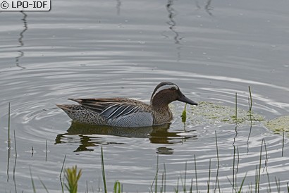 Sarcelle d'été