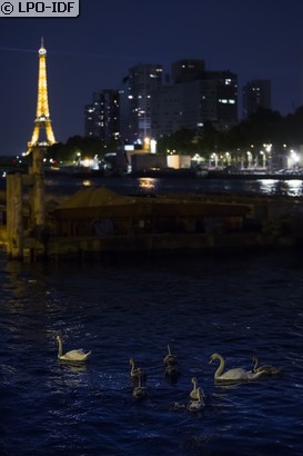 Cygne tuberculé