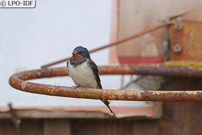 Hirondelle rustique