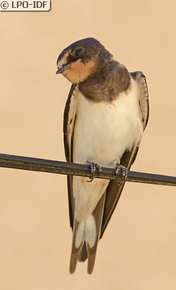 Hirondelle rustique
