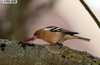 Pinson des arbres