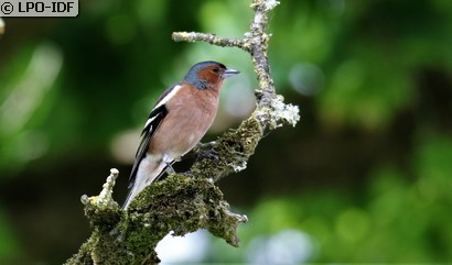 Pinson des arbres