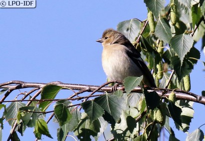 Pinson des arbres