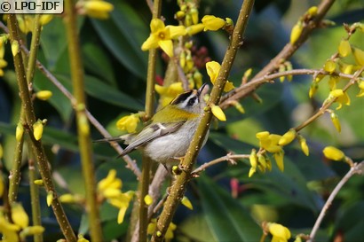 Roitelet à triple bandeau