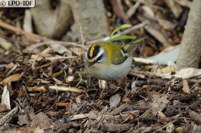 Roitelet à triple bandeau