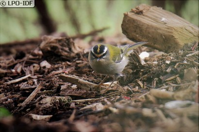 Roitelet à triple bandeau