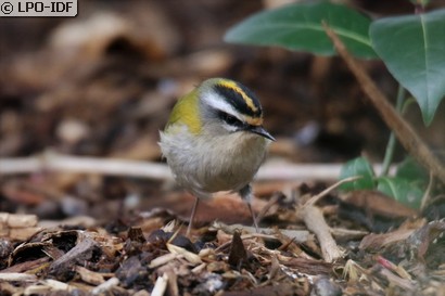 Roitelet à triple bandeau