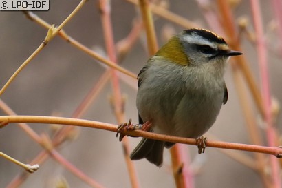 Roitelet à triple bandeau