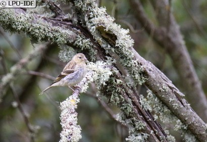 Serin cini