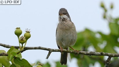 Fauvette grisette