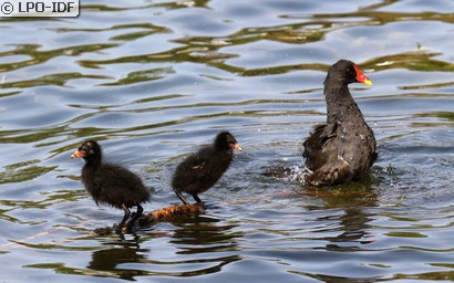 Gallinule poule-d'eau