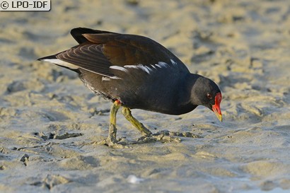 Gallinule poule-d'eau
