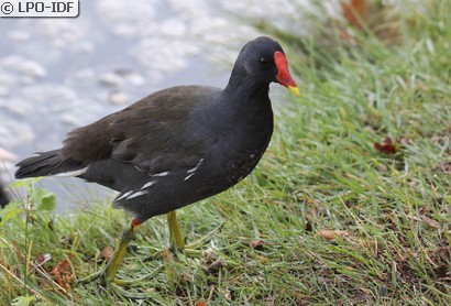 Gallinule poule-d'eau