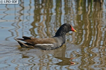 Gallinule poule-d'eau