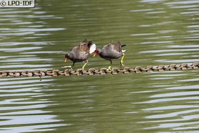 Gallinule poule-d'eau