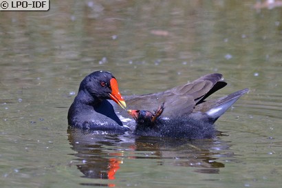 Gallinule poule-d'eau