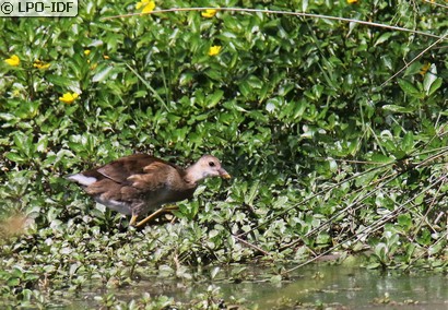 Gallinule poule-d'eau