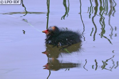 Gallinule poule-d'eau