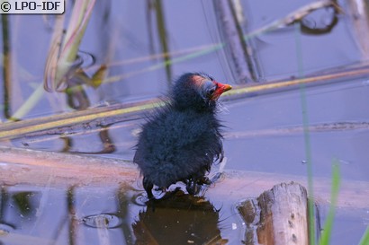 Gallinule poule-d'eau