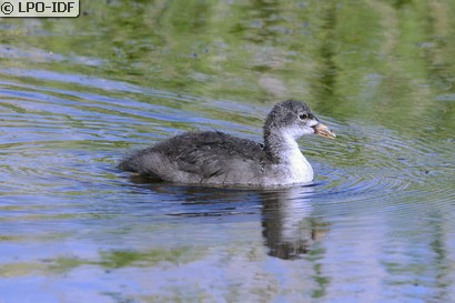 Gallinule poule-d'eau