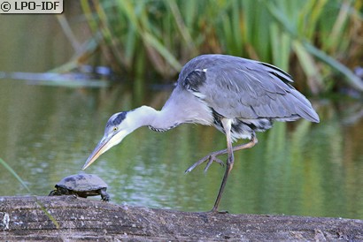 Héron cendré
